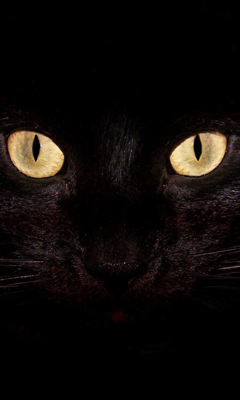 Черный кот обои