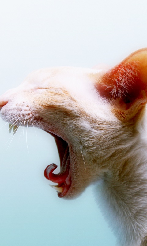 Кошака-зевака обои