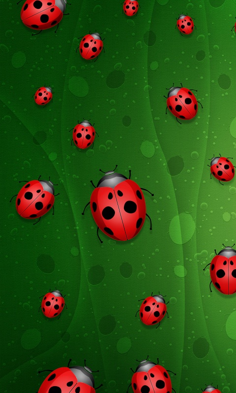 Божьи коровки обои