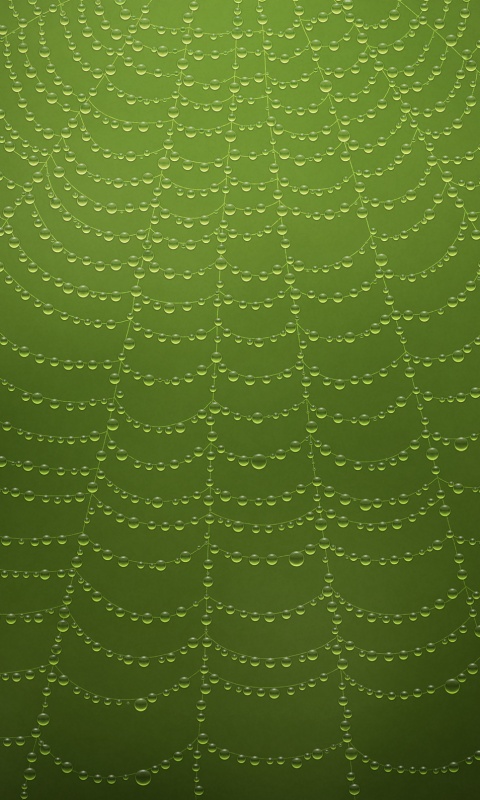 Роса на паутине обои