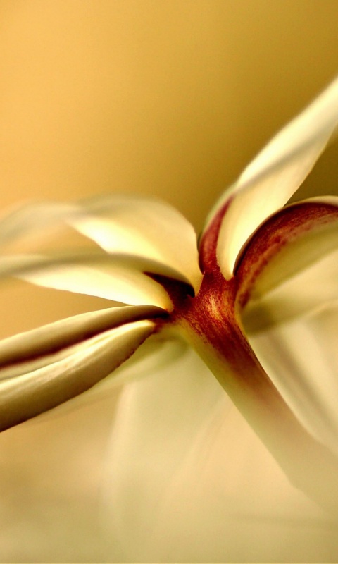 Цветок обои