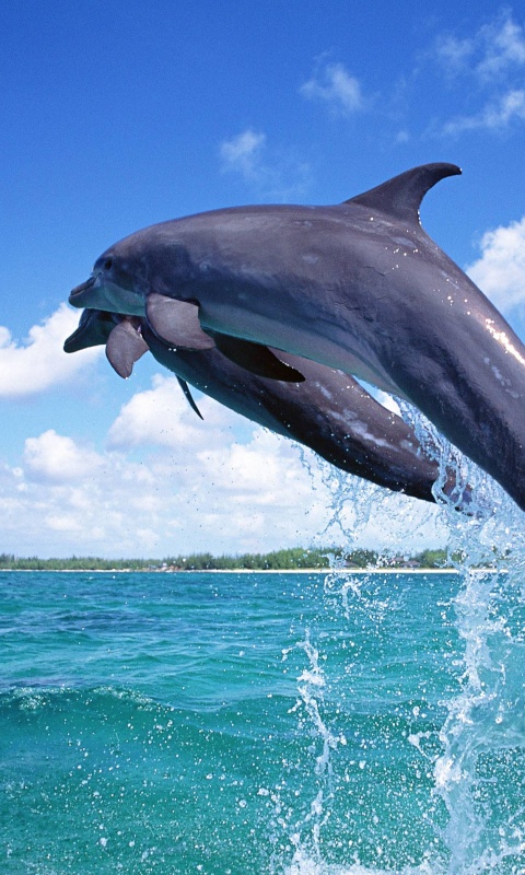 Дельфины обои