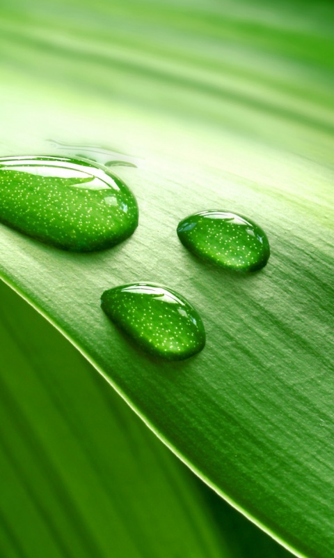 Капли на зеленом листе обои
