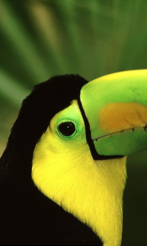 Грустный желтогрудый тукан обои