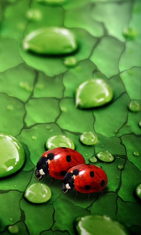 Божьи коровки обои