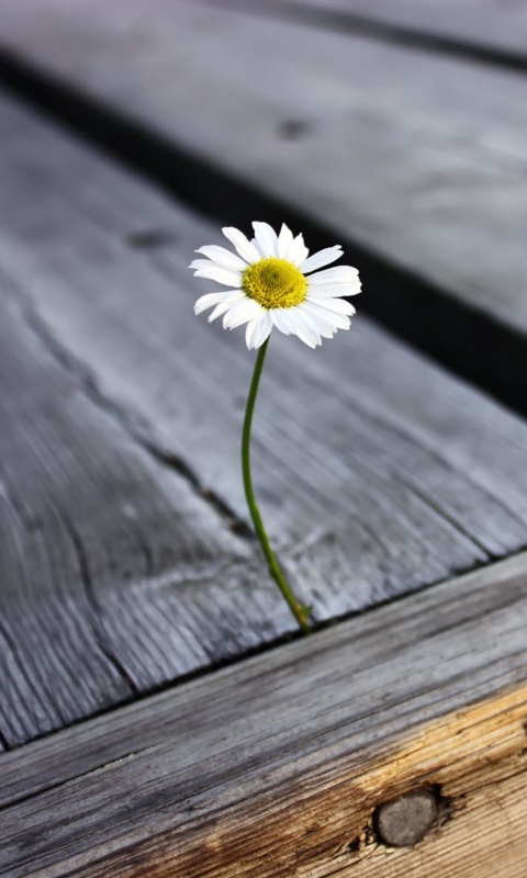 Жизнь среди смерти обои