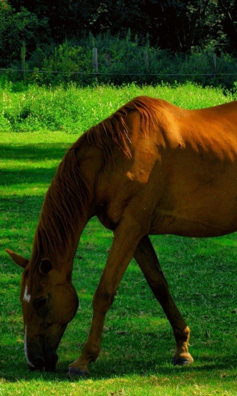 Лошади обои