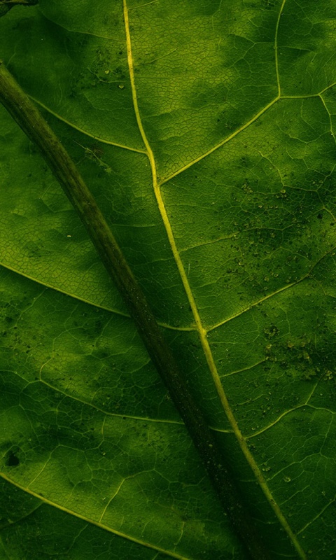 Макро зеленый лист обои