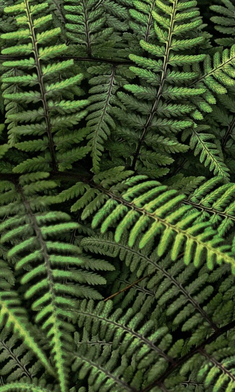 Папоротник обои