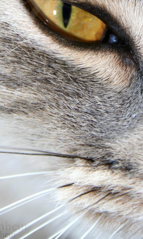 Кошачий глаз обои