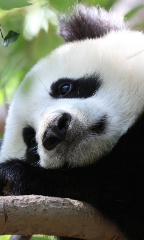 Грустный панда обои