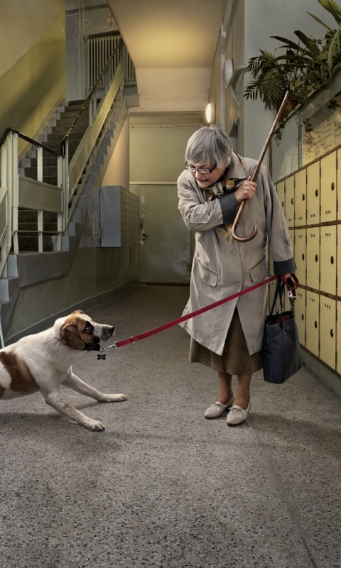 Непослушная собака обои