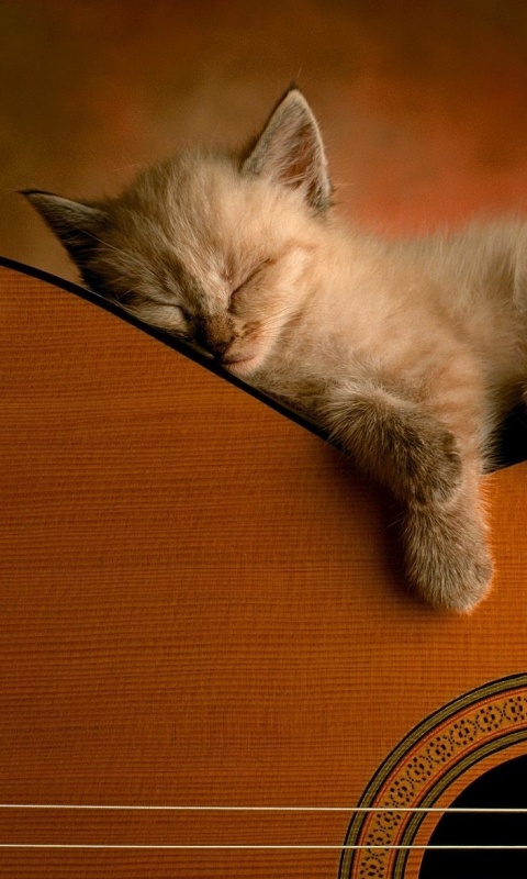 Котенок на гитаре обои