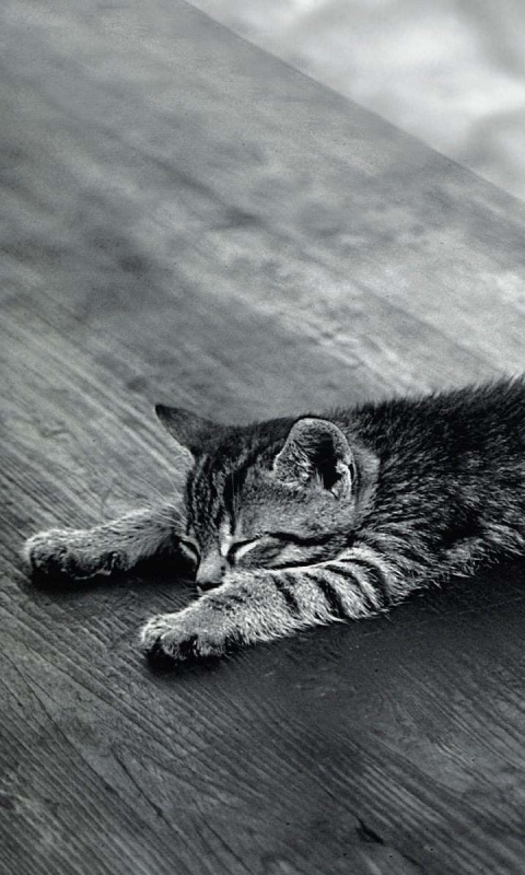 Растянувшийся кошара обои