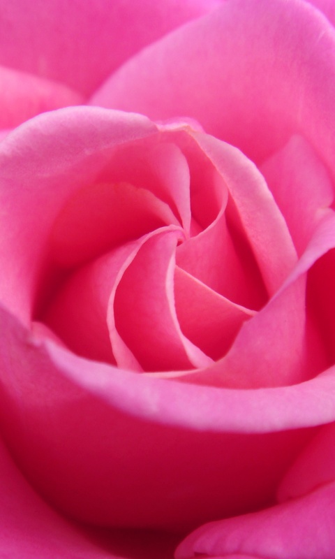 Идеальная роза обои