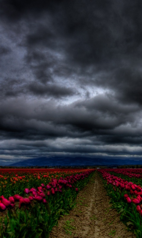 Цветочное поле под грозовым небом обои