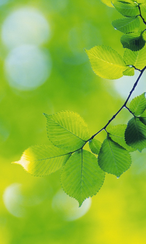 Зеленая ветка с листьями обои