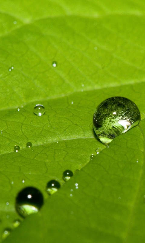 Капли на листе обои