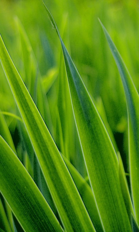 Идеальная зелень обои