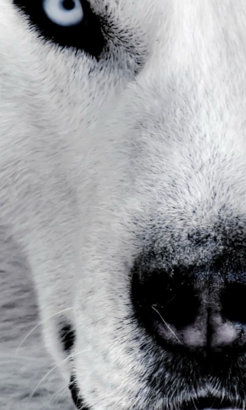 Сибирский хаски обои