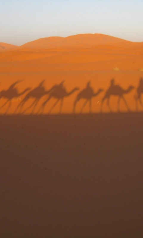 Караван обои