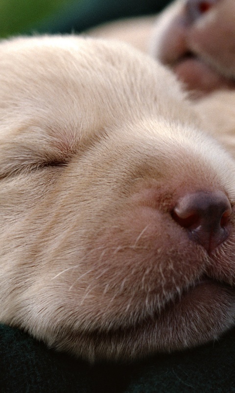 Мордочки симпатичных щенков обои