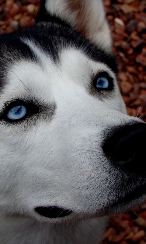 Собака хаски обои