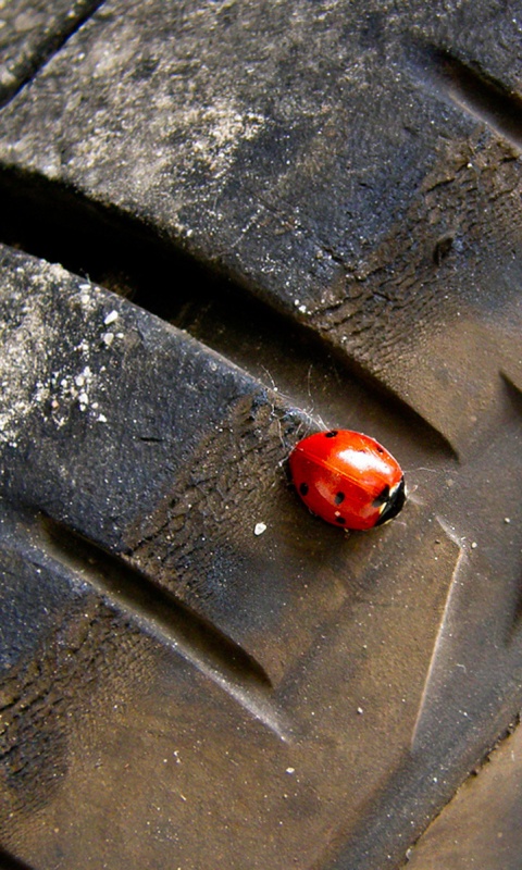 Божья коровка на автомобильной покрышке обои