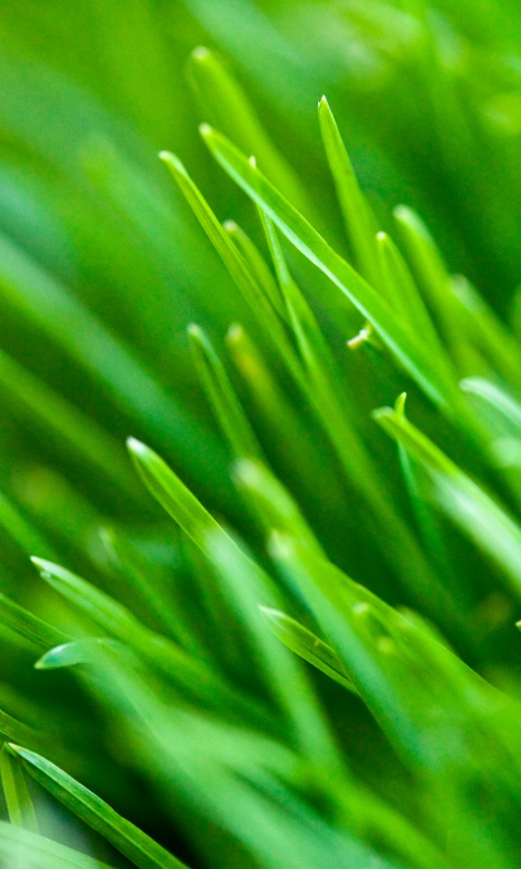 Зеленая свежая трава обои