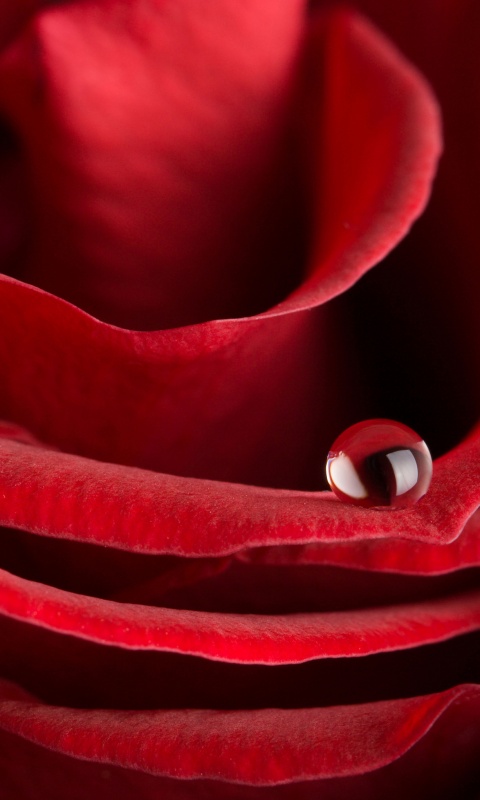 Капля воды на лепестке розы обои