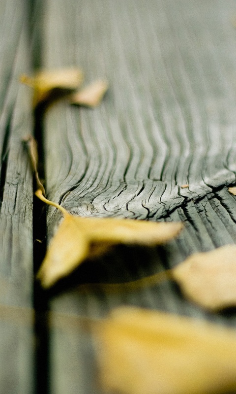 Листья на дощатом полу обои