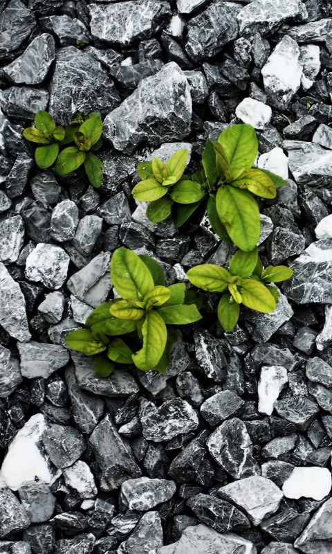 Цветы среди камней обои