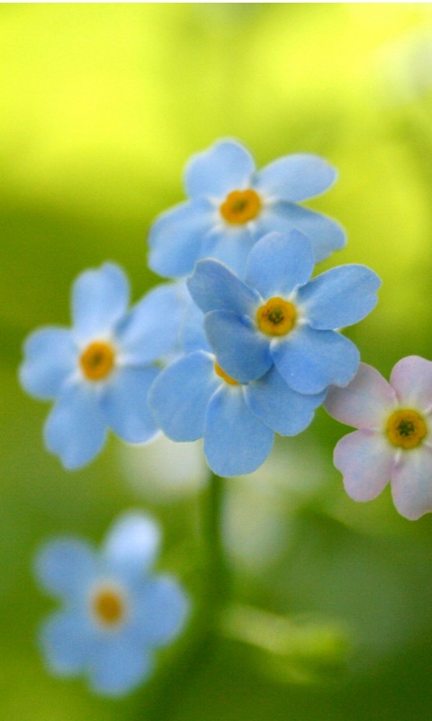 Обои цветов обои