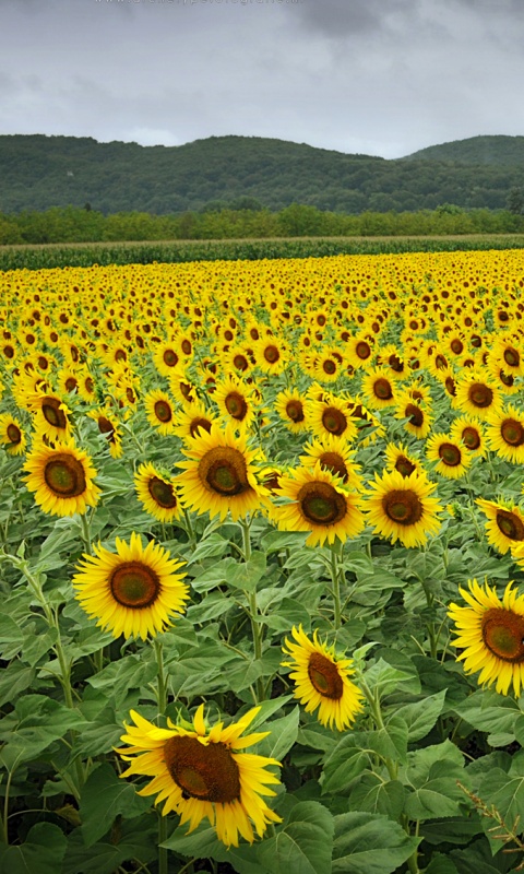 Живописное поле подсолнухов обои