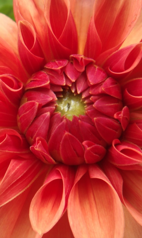 Аленький цветочек обои