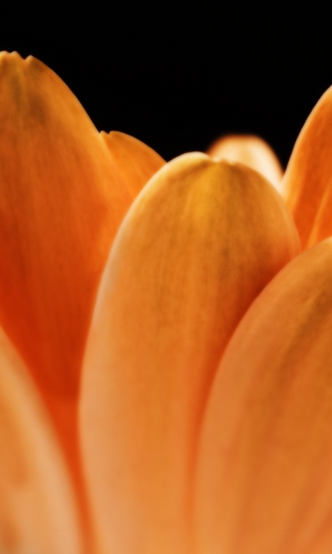 Цветочные лепестки обои