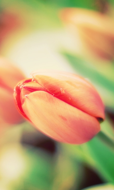 Красивый тюльпан обои