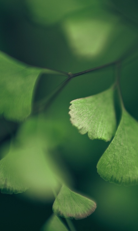 Дикие зеленые листья обои