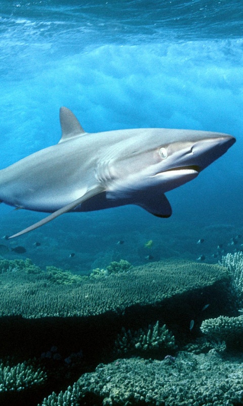 Акула в море обои