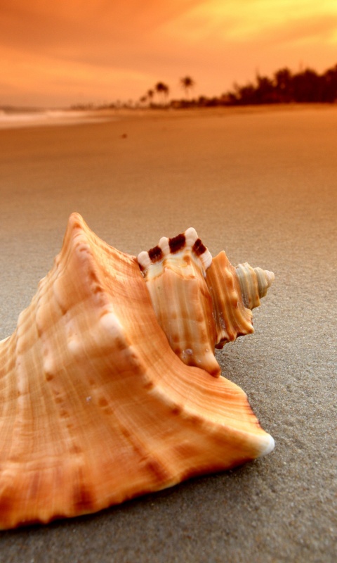 Красивая раковина обои