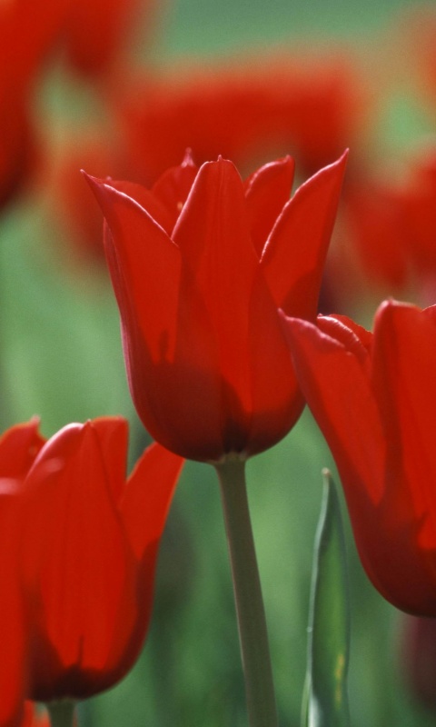 Красные цветы обои