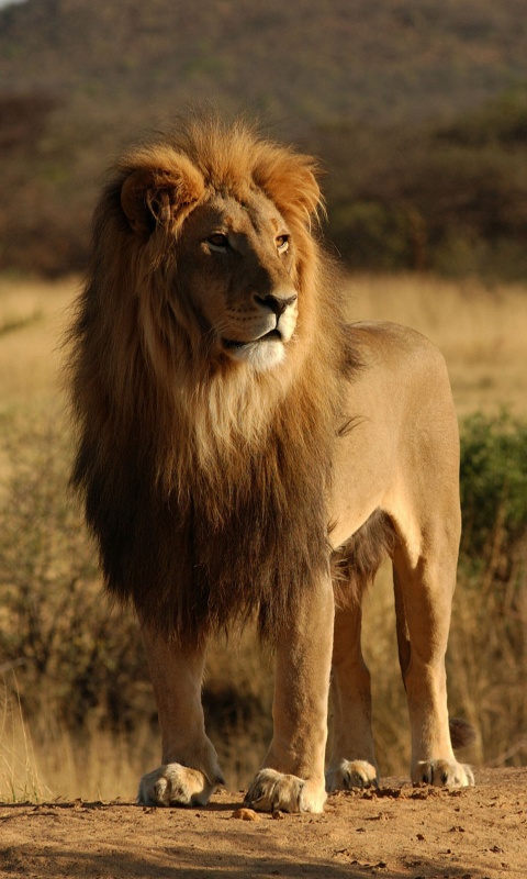 Царь зверей обои