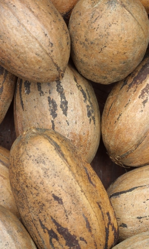 Грецкие орехи обои