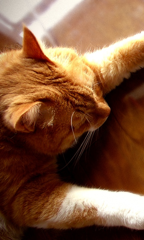 Рыжий ленивец обои