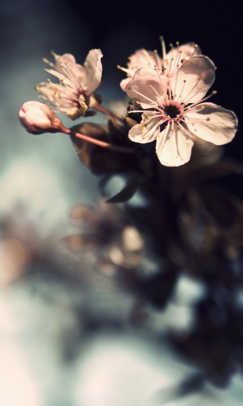 Цветок вишни обои