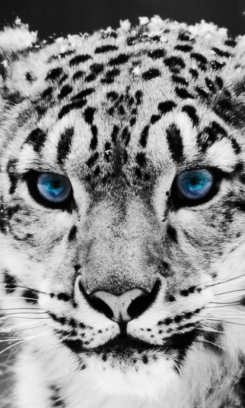 Снежный барс обои