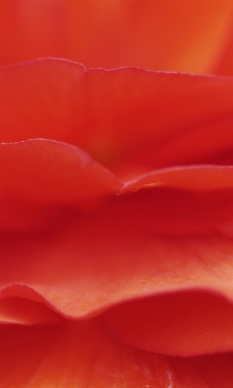 Лепестки красного цветка обои