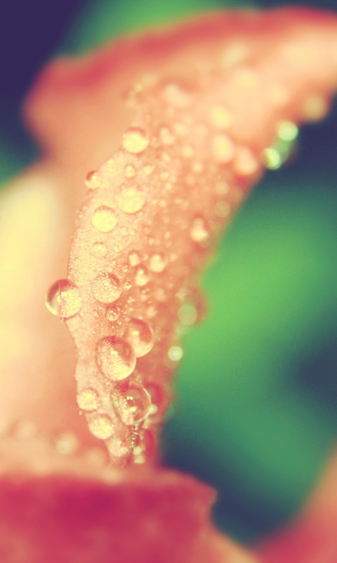 Капли росы на лепестке обои