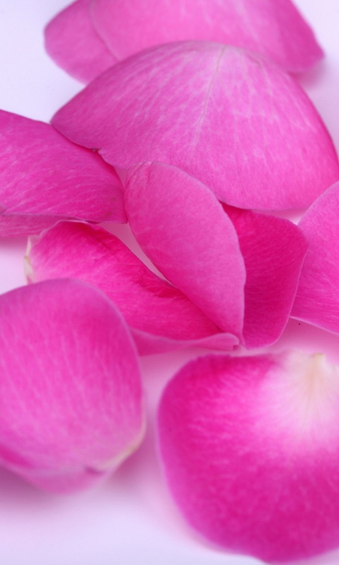 Лепестки розы обои