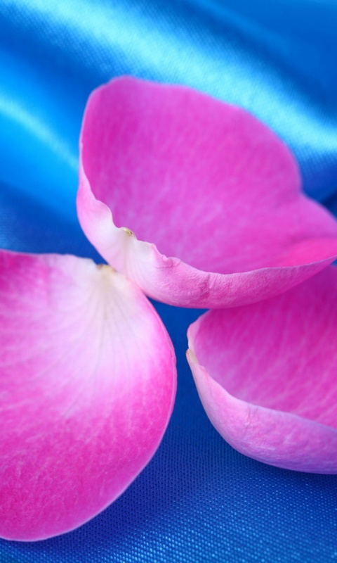 Лепестки розы на голубой ткани обои